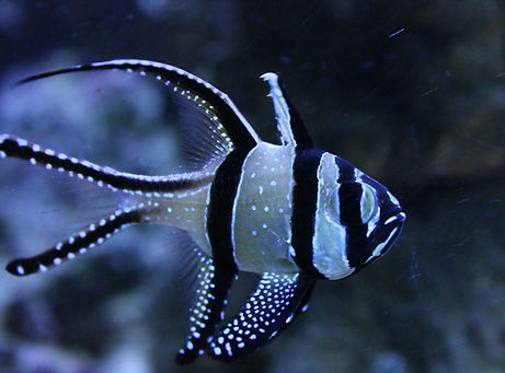 Clownfish in Aquarium