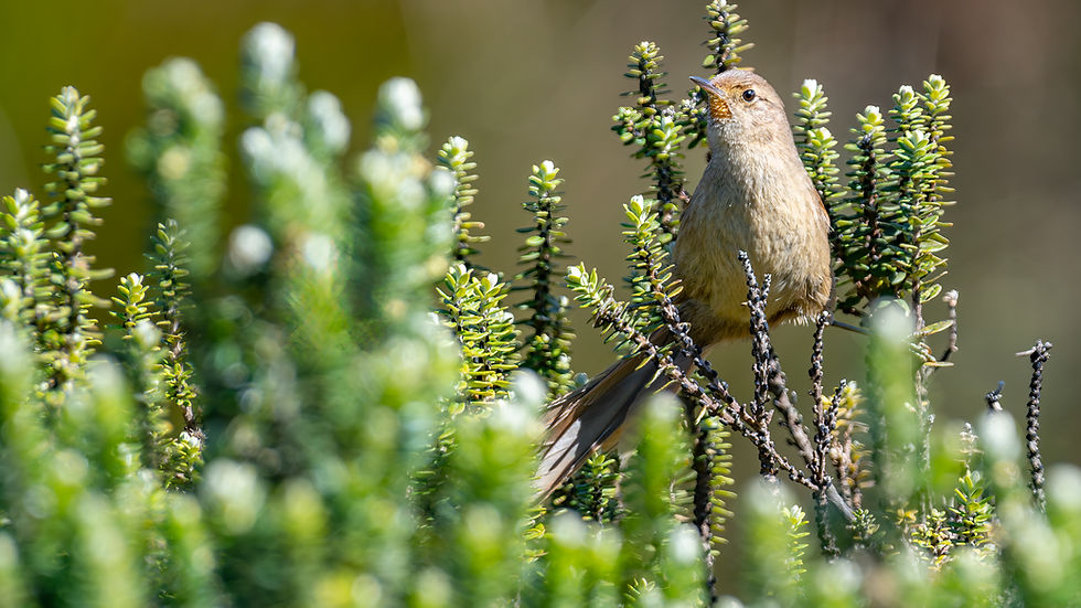 Itatiaia Spinetail