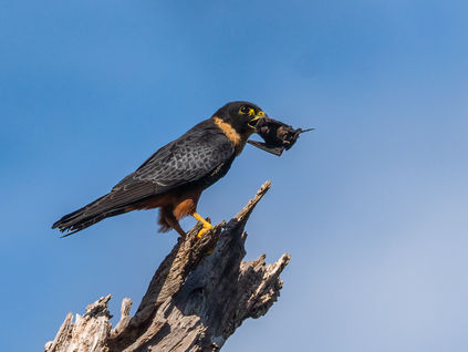 Curso de Fotografia de aves no Observatório de Aves da Mantiqueira (OAMA)