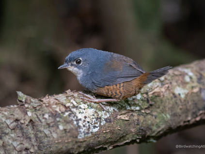Diário de Campo #38 - Observação de Aves em Resende e Penedo/RJ