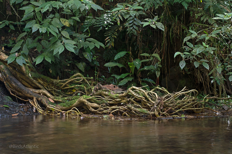 Atlantic Rainforest (_Birds Atlantic)7-2.jpg