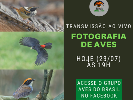LIVE - FOTOGRAFIA DE AVES