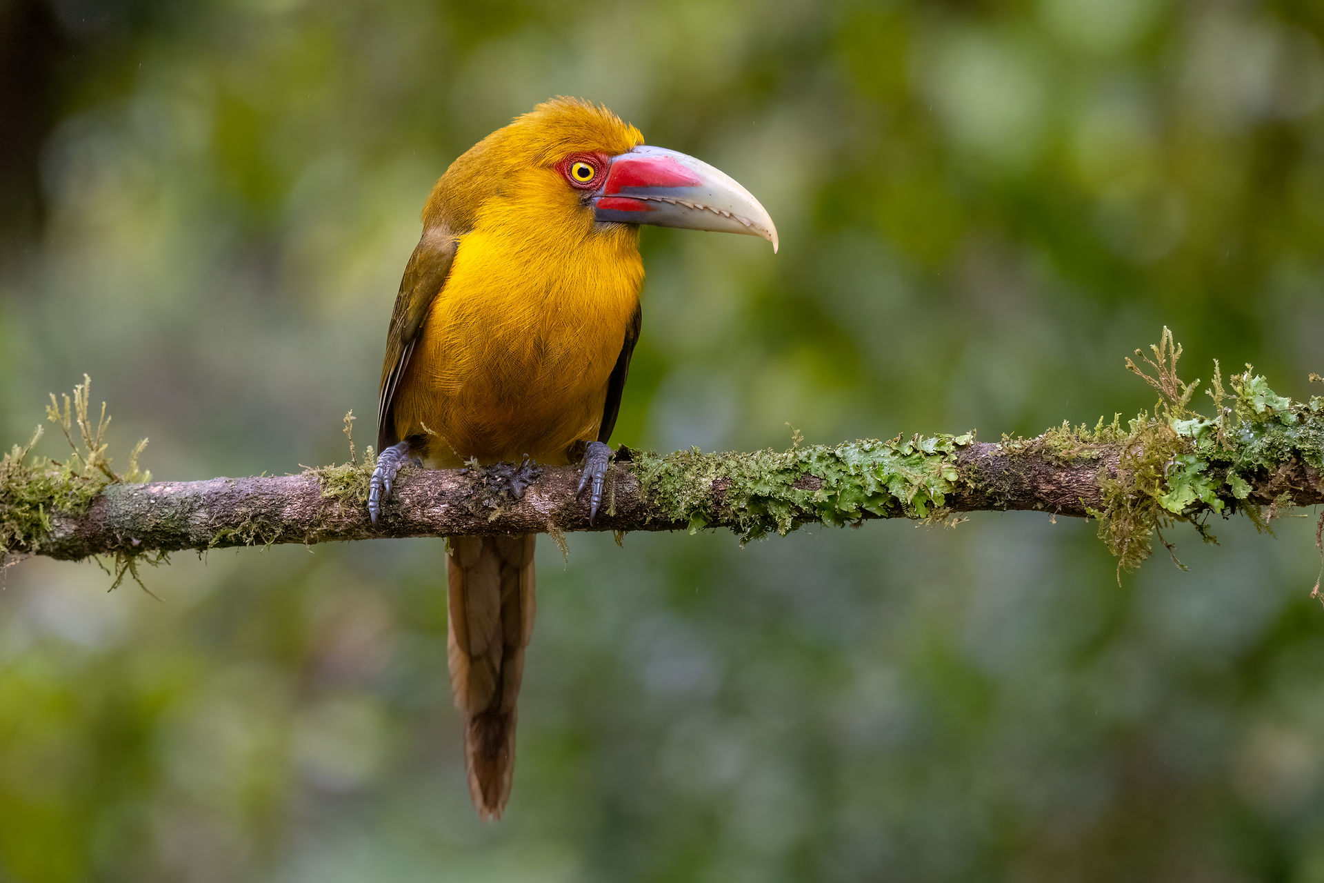 Saffron Toucanet