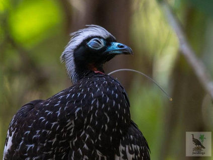 Diário de campo #004 - Nós e as Jacutingas