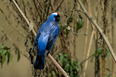 Diademed Tanager; Atlantic forest;