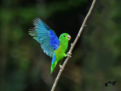 Diário de Campo #018 - Oficina de Aves em Movimento