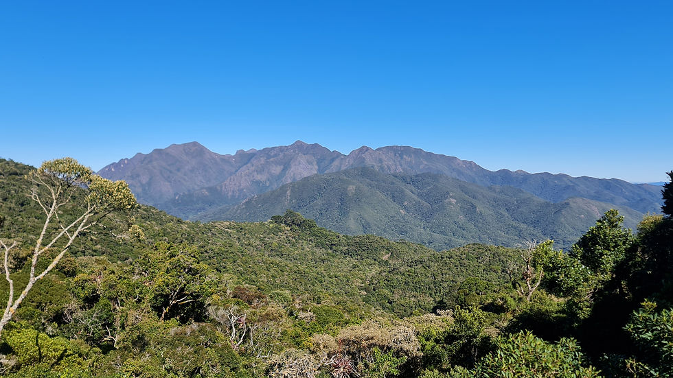 Tour de Observação de Aves: Altiplanos e Montanhas da Mata Atlântica - Brasil