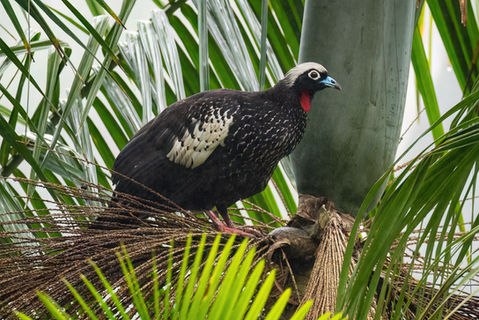 Black-fronted Piping-Guan; Atlantic forest;