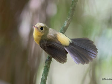 20/10/19 - Excelente Período para fotografar o Assanhadinho-de-cauda-preta (Myiobius atricaudus)