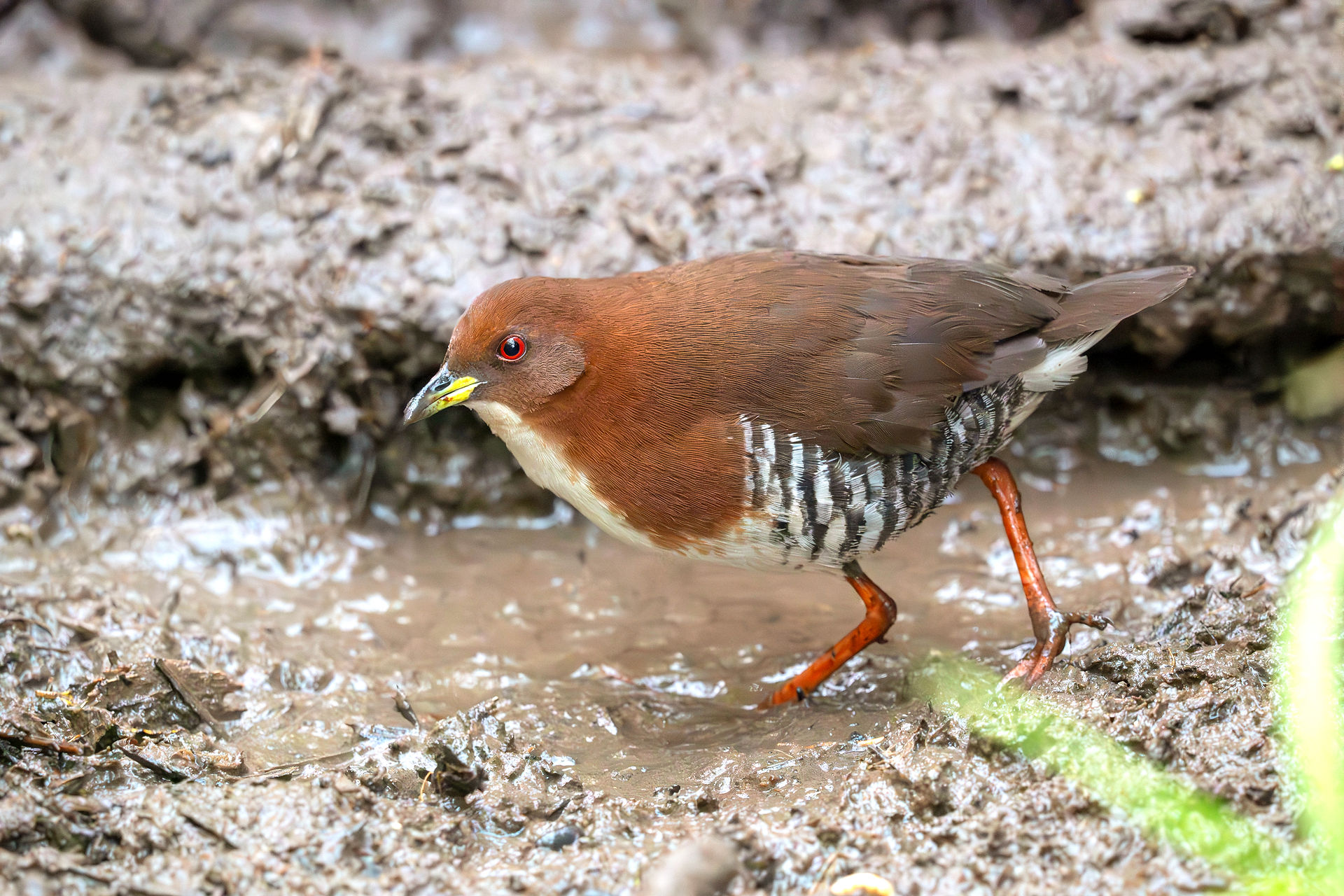 Red-and-white Crake