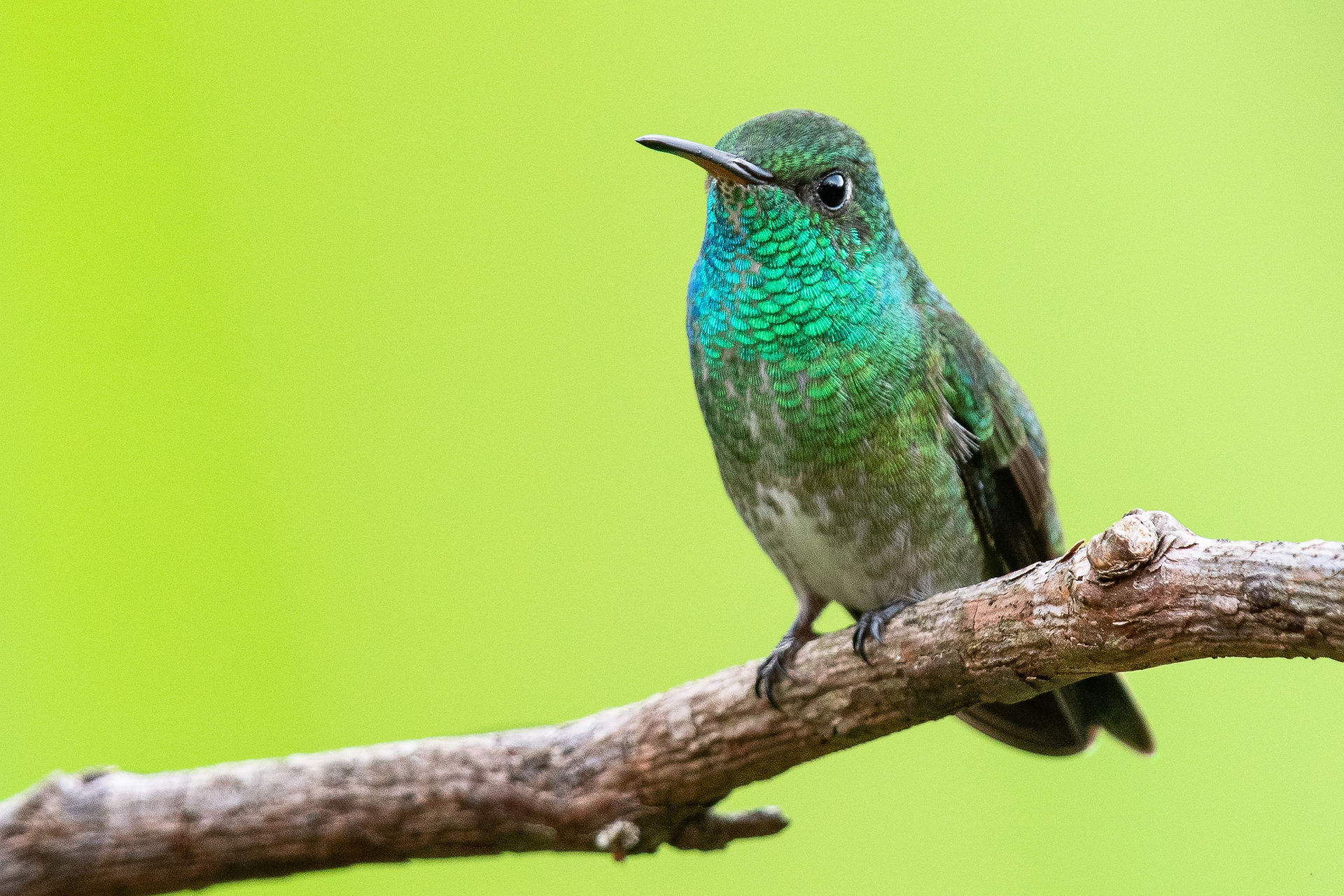 Versicolored Emerald