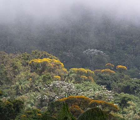 Atlantic Rainforest-Birds Atlantic