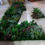 Miniatura: Heineken