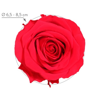 Miniatura: Rosa preservada SURTIDAS