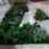 Miniatura: Heineken