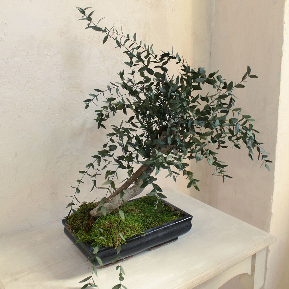 Miniatura: Bonsai eucalipto parvifolia preservado
