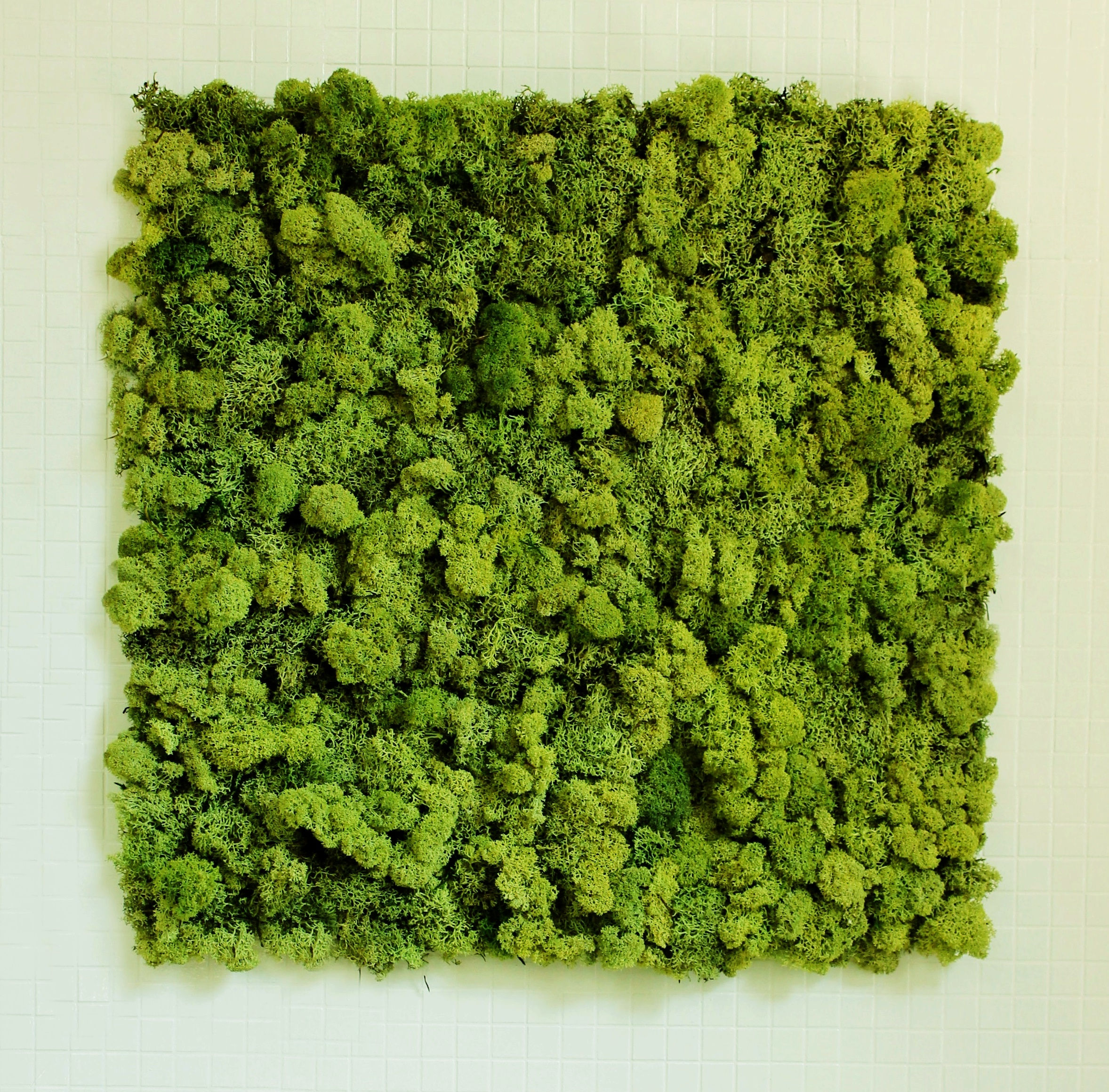 Losa de musgo nórdico