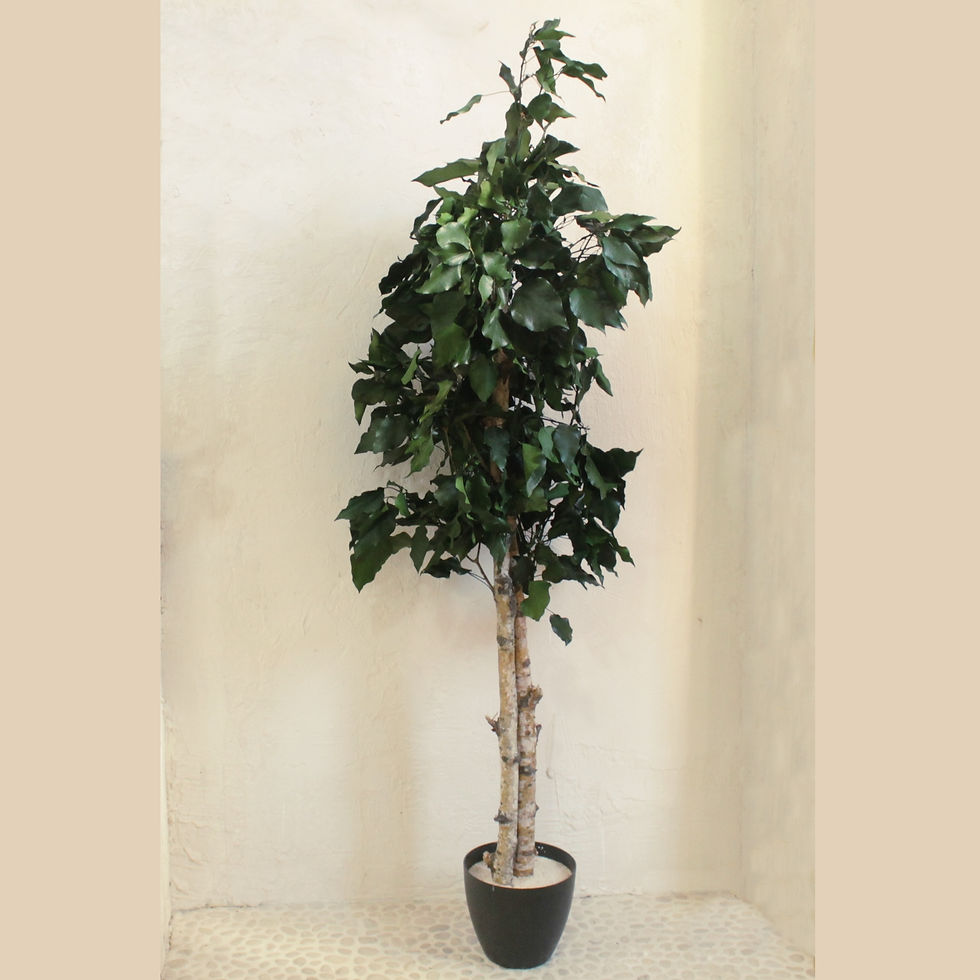 Miniatura: Arbol Hiedra preservada