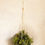 Miniatura: Kokedama