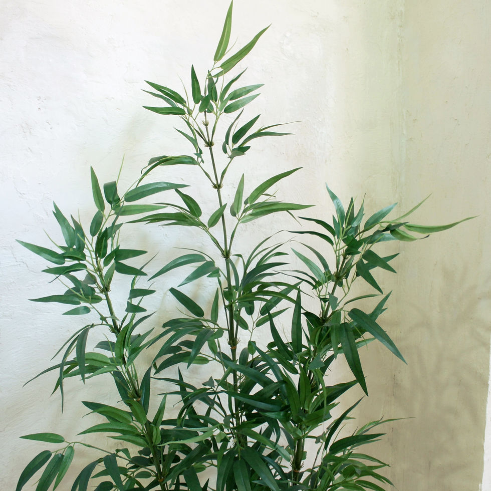 Miniatura: Grupo de Bambú x3. Con macetero.