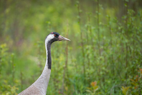 Sookurg _ Common crane