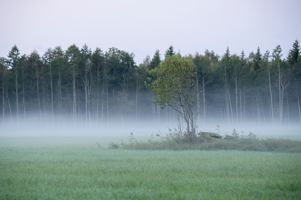 Üksik puu rohelisel aasal uduse hommikuhämarusega, taustal tiheda metsaga. Rahulik ja vaikne meeleolu.