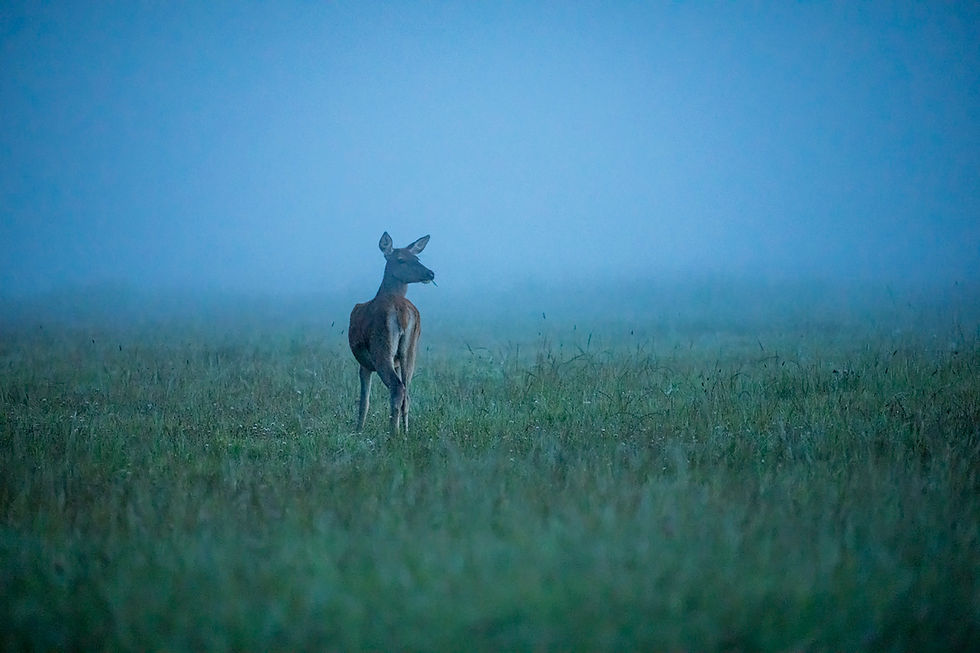 Põllul seisev hirv uduses sinakasrohelises maastikus; rahulik ja vaikne atmosfäär.