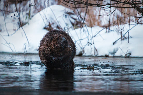 Beaver with frozen moustache