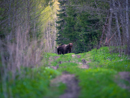 Bears stand on a lush green forest path, surrounded by tall trees. One bear looks toward the camera amid a calm, natural setting.