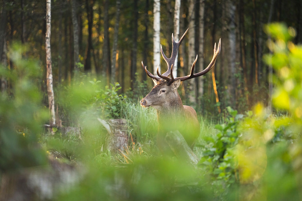Hirvepull seisab tiheda metsa taustal, kõrgete puude vahel. Roheline lehestik ümbritseb teda rahulikus miljöös.