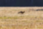 Running fox