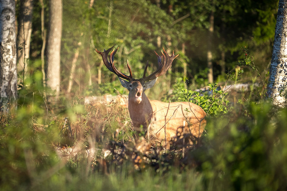 Hirvepull seisab metsas, ümbritsetud rohelusest ja puutüvedest. Tema suured sarved tõusevad kõrgele, valgustatud pehme päikesevalgusega.