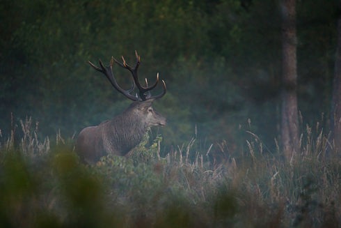 Majesteetlik kuningas / The majestic king