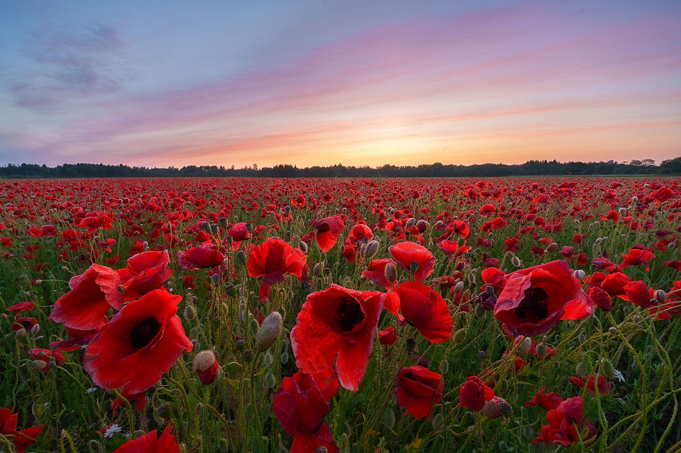 Vast field of vibrant red poppies under a colorful sunset sky, creating a serene and peaceful atmosphere.