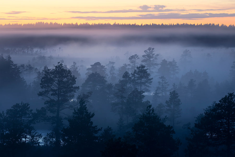 Uduse männimetsaga maastik, hommikune udu ja oranž päikesetõus. Rahulik ja unenäoline meeleolu.