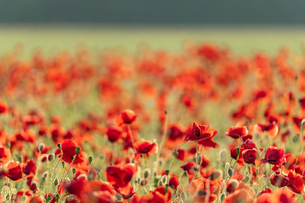 A vibrant field of red poppies in bloom stretches to the horizon under a soft sunlight, evoking a serene and peaceful mood.