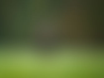 A majestic red deer stag stands alert in a lush green field, surrounded by dense forest. The scene is serene with a natural, earthy palette.