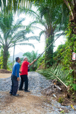 Palm oil harvesting