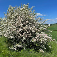 Hawthorn (Nigel Payne)