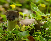 A Stoat Kit