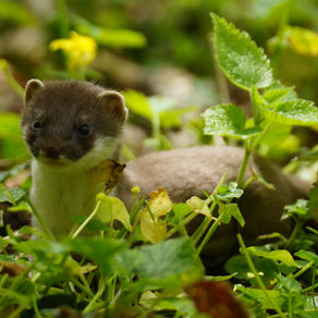 Super Cute Stoats!