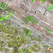 Grass Snake (Sue Rodd).jpg