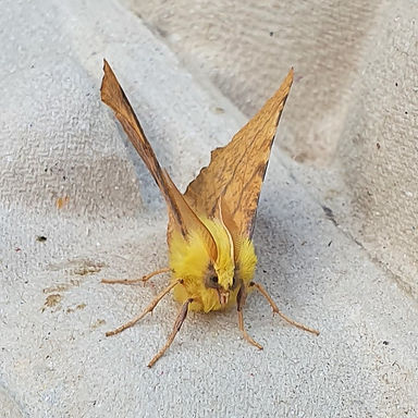 Canary-shouldered Thorn