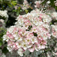 Hawthorn (Nigel Payne)