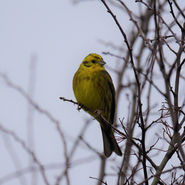 Yellowhammer