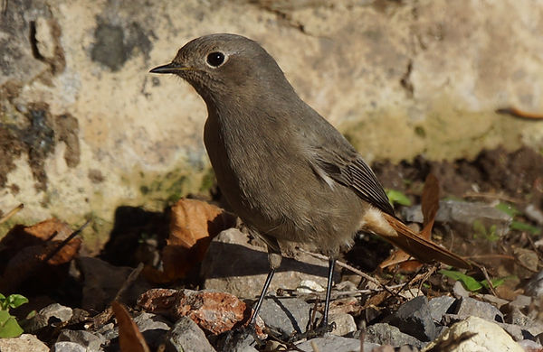 Black Redstart