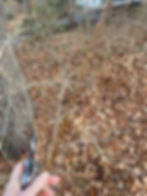 Cutting Forsythia Branches in Early February