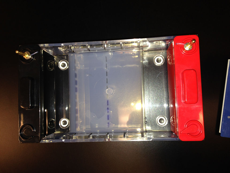 Agarose Gel Loaded with Samples
