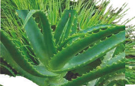 Babosa e Capim Limão - 90g