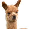tete_alpaga.png